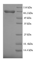 Greater than 90% as determined by SDS-PAGE.