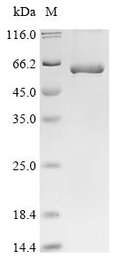 Greater than 90% as determined by SDS-PAGE.Recombinant Human Taste Receptor Type 1 Member 3 (TAS1R3) Protein (His&Myc)