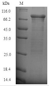 Greater than 90% as determined by SDS-PAGE.Recombinant Staphylococcus Aureus Clumping Factor B (CLFB) Protein (His-SUMO)