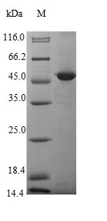 Greater than 85% as determined by SDS-PAGE.Recombinant Mouse Epidermal Growth Factor-Like Protein 8 (EGFL8) Protein (His-SUMO&Myc)