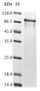 Greater than 85% as determined by SDS-PAGE.Recombinant Human Isthmin-2 (ISM2) Protein (His&Myc)