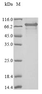 Greater than 85% as determined by SDS-PAGE.Recombinant Human Isthmin-2 (ISM2) Protein (His&Myc)