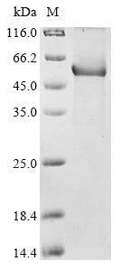 Greater than 90% as determined by SDS-PAGE.
