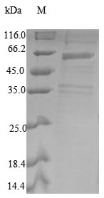 Greater than 90% as determined by SDS-PAGE.Recombinant Human Cop9 Signalosome Complex Subunit 2 (COPS2) Protein (His-SUMO)