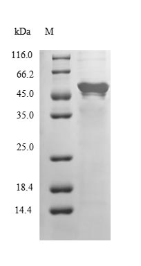 Greater than 85% as determined by SDS-PAGE.