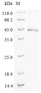 Greater than 90% as determined by SDS-PAGE.Recombinant Mouse Complement C1Q Tumor Necrosis Factor-Related Protein 6 (C1QTNF6) Protein (His-SUMO)