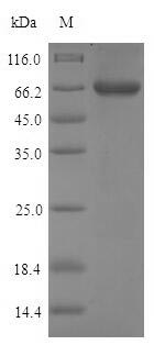 Greater than 90% as determined by SDS-PAGE.Recombinant Mouse Pancreatic Triacylglycerol Lipase (PNLIP) Protein (His-SUMO)