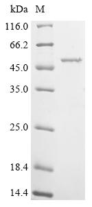 Greater than 90% as determined by SDS-PAGE.