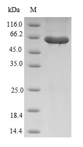 Greater than 90% as determined by SDS-PAGE.Recombinant Human Ras Association Domain-Containing Protein 6 (RASSF6) Protein (GST)