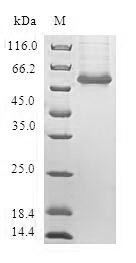 Greater than 90% as determined by SDS-PAGE.Recombinant Human Cyclic Amp-Responsive Element-Binding Protein 3-Like Protein 2 (CREB3L2) Protein (GST)