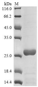 Greater than 85% as determined by SDS-PAGE.Recombinant Mouse Secretoglobin Family 1C Member 1 (SCGB1C1) Protein (His-SUMO)