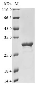 Greater than 85% as determined by SDS-PAGE.Recombinant Human Sars Coronavirus Protein Non-Structural 7B (7B) Protein (GST)