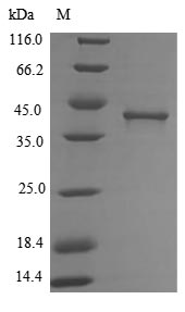Greater than 85% as determined by SDS-PAGE.