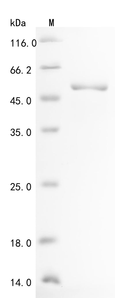Greater than 90% as determined by SDS-PAGE.Recombinant Mouse Creatine Kinase S-Type, Mitochondrial (CKMT2) Protein (His&Myc)