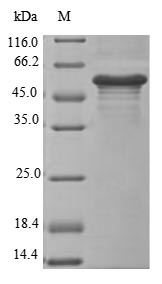 Greater than 85% as determined by SDS-PAGE.Recombinant Mouse Erythroferrone (ERFE) Protein (His-SUMO&Myc)