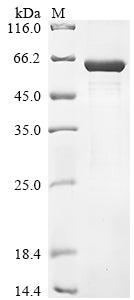 Greater than 85% as determined by SDS-PAGE.Recombinant Human Lactase-Like Protein (LCTL) Protein (His&Myc)