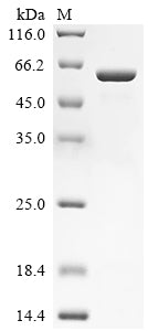 Greater than 90% as determined by SDS-PAGE.Recombinant Human Lactase-Like Protein (LCTL) Protein (His)