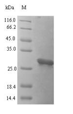 Greater than 90% as determined by SDS-PAGE.Recombinant Human Alk And Ltk Ligand 1 (ALKAL1) Protein (His-B2M)
