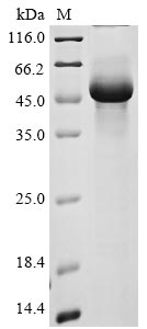 Greater than 85% as determined by SDS-PAGE.Recombinant Human Transmembrane Protease Serine 11A (TMPRSS11A) Protein (His)