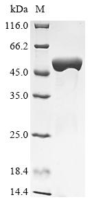 Greater than 90% as determined by SDS-PAGE.Recombinant Listeria Monocytogenes Serotype 4B Internalin A (INLA) Protein (His)