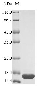 Greater than 85% as determined by SDS-PAGE.Recombinant Staphylococcus Aureus Mrna Interferase Mazf (MAZF) Protein (His)