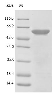 Greater than 85% as determined by SDS-PAGE.Recombinant Mouse C-Type Lectin Domain Family 18 Member A (CLEC18A) Protein (His)