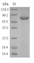 Greater than 90% as determined by SDS-PAGE.Recombinant Human Dna Oxidative Demethylase Alkbh2 (ALKBH2) Protein (GST)