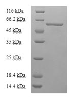 Greater than 90% as determined by SDS-PAGE.