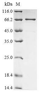 Greater than 85% as determined by SDS-PAGE.