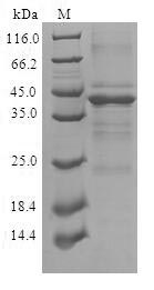 Greater than 90% as determined by SDS-PAGE.Recombinant Human Complexin-2 (CPLX2) Protein (GST)