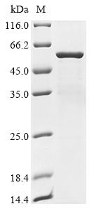 Greater than 85% as determined by SDS-PAGE.