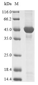 Greater than 85% as determined by SDS-PAGE.Recombinant Mycobacterium Paratuberculosis Dna Integrity Scanning Protein Disa (DISA) Protein (His&Myc)