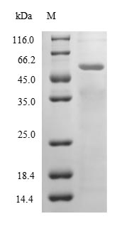 Greater than 85% as determined by SDS-PAGE.Recombinant Hypocrea Rufa Endo-Beta-1,6-Galactanase (6GAL) Protein (His)