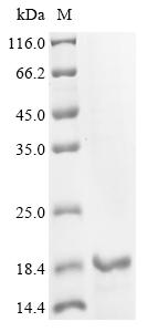 Greater than 85% as determined by SDS-PAGE.Recombinant Gorilla Gorilla Gorilla Histamine H2 Receptor (HRH2) Protein (His)
