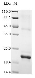 Greater than 85% as determined by SDS-PAGE.Recombinant Mouse Chemokine-Like Protein Tafa-1 (FAM19A1) Protein (His&Myc)