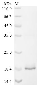 Greater than 90% as determined by SDS-PAGE.Recombinant Rat Vesicular Glutamate Transporter 3 (SLC17A8) Protein (His)