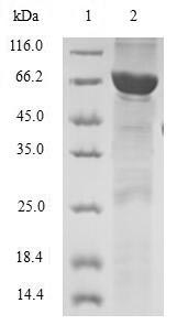 Greater than 90% as determined by SDS-PAGE.Recombinant Human Twinfilin-2 (TWF2) Protein (GST)