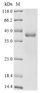 Greater than 85% as determined by SDS-PAGE.Recombinant Drosophila Melanogaster Sterile Alpha And Tir Motif-Containing Protein 1 (ECT4) Protein (His)