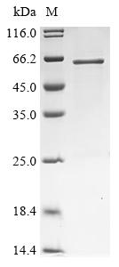 Greater than 85% as determined by SDS-PAGE.Recombinant Human Protein Golm2 (GOLM2) Protein (His&Myc)