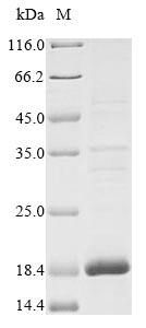 Greater than 85% as determined by SDS-PAGE.