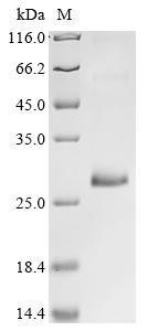 Greater than 85% as determined by SDS-PAGE.Recombinant Anisakis Simplex Major Allergen Ani S 1 Protein (His&Myc)