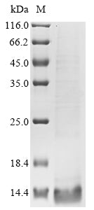 Greater than 85% as determined by SDS-PAGE.