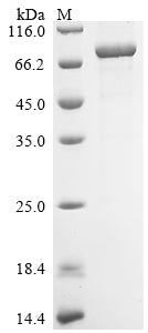 Greater than 85% as determined by SDS-PAGE.Recombinant Mouse Putative Atp-Dependent Rna Helicase Dhx33 (DHX33) Protein (His)