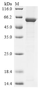 Greater than 85% as determined by SDS-PAGE.Recombinant Mouse Threonine Synthase-Like 2 (THNSL2) Protein (His)
