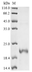 Greater than 90% as determined by SDS-PAGE.Recombinant Mouse Glycoprotein Hormone Beta-5 (GPHB5) Protein (His&Myc)