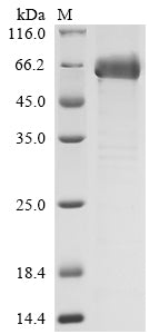 Greater than 85% as determined by SDS-PAGE.Recombinant Norwalk Virus Capsid Protein Vp1 (ORF2) Protein (His)