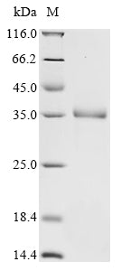 Greater than 90% as determined by SDS-PAGE.Recombinant Apis Mellifera Vitellogenin (VG) Protein (His)