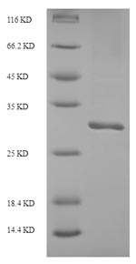 Greater than 90% as determined by SDS-PAGE.Recombinant Human Inter-Alpha-Trypsin Inhibitor Heavy Chain H5 (ITIH5) Protein (His-SUMO)