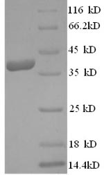 Greater than 90% as determined by SDS-PAGE.Recombinant Human Ly6/Plaur Domain-Containing Protein 6 (LYPD6) Protein (GST)