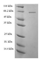 Greater than 90% as determined by SDS-PAGE.